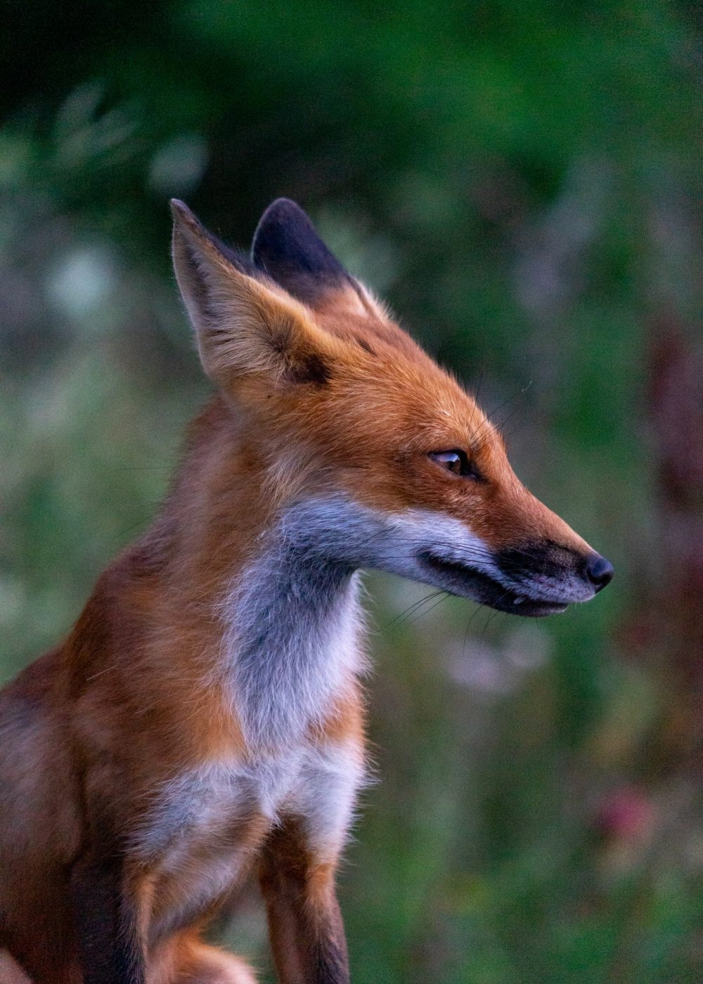 red-fox.jpg